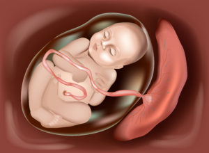 placenta